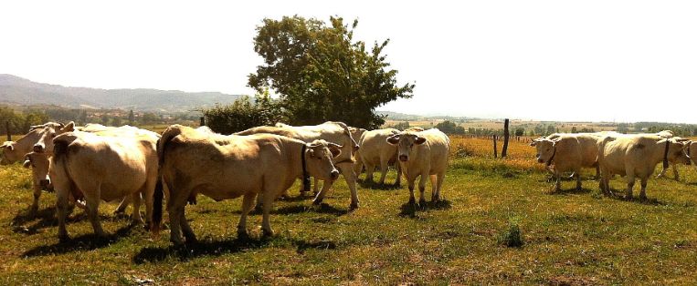 Autor:  Jorge Tovar López. <br/>Año: 2013.<br/>Comentario: animales de la raza charolesa en explotación en extensivo.<br/>Imagen facilitada por la ASOCIACIÓN NACIONAL DE CRIADORES DE GANADO VACUNO CHAROLÉS DE ESPAÑA.