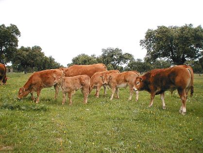 Autor: Irene Muñoz.<br/>Año: 2003.<br/>Sexo: rebaño.<br/>Comentario: lote de terneros en el campo en la ganaderia Hnos Muñoz Carrasco.<br/>Imagen facilitada por la FEDERACIÓN ESPAÑOLA DE CRIADORES DE GANADO VACUNO DE LA RAZA LIMUSINA. 