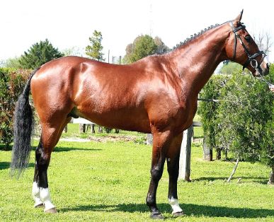 Imagen facilitada por la  ASOCIACIÓN ESPAÑOLA DE CRIADORES DE CABALLOS ANGLO-ÁRABES  (AECCAá).<br/>Año: 2012.<br/>Sexo: Semental.<br/>