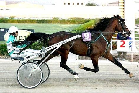 Autor: INFOTROT.<br/>Año: 2010.<br/>Sexo: Macho<br/>Comentario: “Martiks Blai”,  este caballo obtuvo una valoración genética global de 104.25 siendo el mejor valorado como Joven Reproductor Recomendado en el catálogo de reproductores de 2008.<br/>Imagen facilitada por la Asociación de Criadores y Propietarios de Caballos Trotadores (ASTROT).