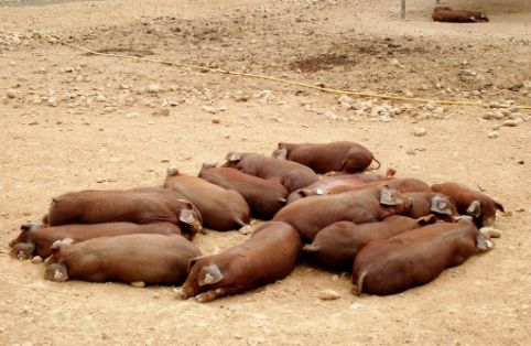 Imagen de Duroc (crías), fuente MAGRAMA.
