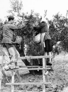 “Olivo, recolección de la aceituna a ordeño, Tarancón (Cuenca)”<br/>Fotografía de José Panero Pérez. 1953<br/>ESPAÑA. MINISTERIO DE AGRICULTURA, PESCA Y ALIMENTACIÓN. Fotografía de concurso 3519-cuenca<br/>