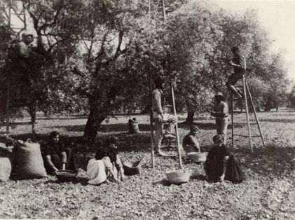 Grupo de mujeres y hombres recogiendo aceituna con potros. <br/>Autora: Angelita Borrell Gonzalvo. 1949