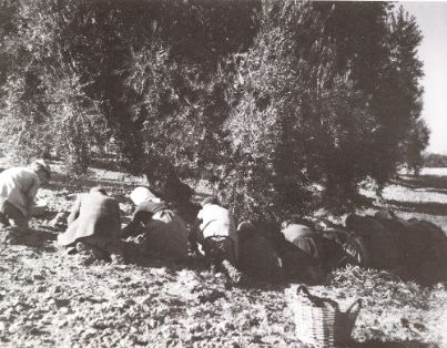 Mujeres recogiendo aceituna en el suelo. <br/>Autor: Antonio Illanas Calleja. 1959