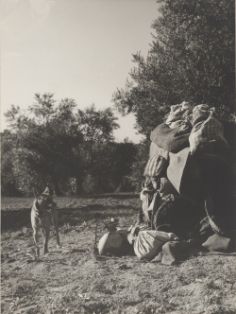 Olivo. Arjona (Jaén)<br/>Autor: Eufrasio Martínez Valero. 1959