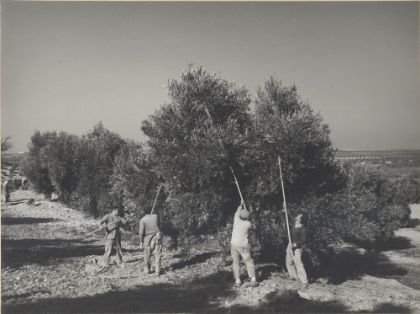 Olivo, recolección por vareo en finca Guadoalla (Jaén).  <br/>Autor: Antonio Illanas Calleja. 1959