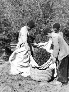 Olivo, recolección de aceitunas El Campillo (Úbeda, Jaén).<br/>Autora: María Josefa Rodríguez de Torres. 1961<br/>