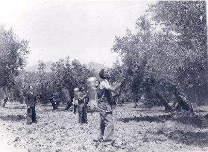 Cura del olivo. Sulfatado del olivo.<br/>Autor: Jaime Roselló. 1948