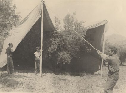 Cura de olivo. A punto de cubrir el árbol 3ª Fase.<br/>Autor: Jaime Roselló. 1948<br/>