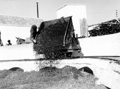 Almazara de la Cooperativa del Campo de Arjona (Jaén).<br/>Autor: Eufrasio Martínez Valero. 1959. MAPA.<br/>