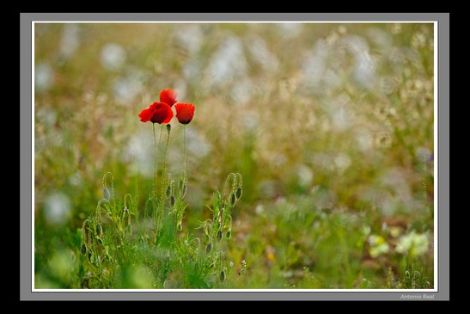 &#169; Antonio Real