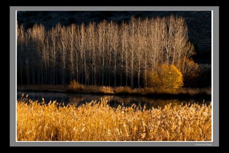 &#169; Antonio Real