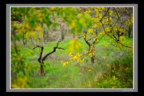 &#169; Antonio Real