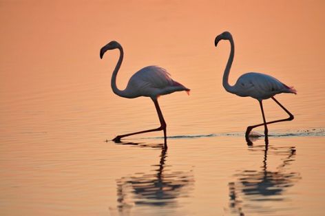 Doñana . Autor: José Mª Pérez de Ayala 