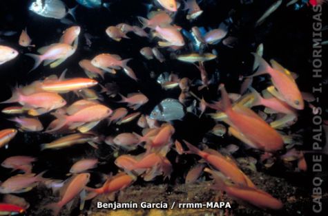 Autor: Benjamín García Titulo: Bancos de peces.