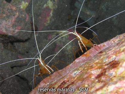 Autor: Fco. J. Alfonso Martín Título: Lady escarlata (Lysmata grabhami)