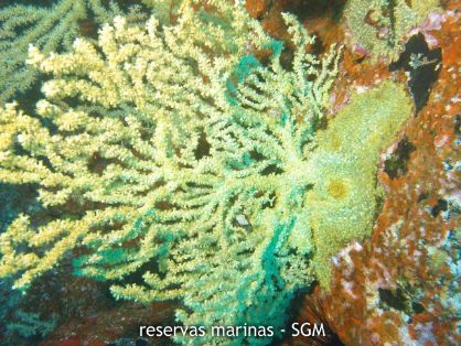Autor: Conaima Título: Gorgonia (Gerardia savaglia). Montaña Clara.
