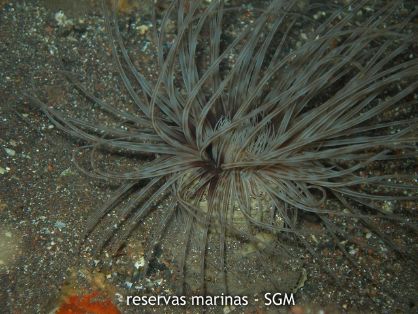 Autor: Conaima Título:(Cerianthus sp.)