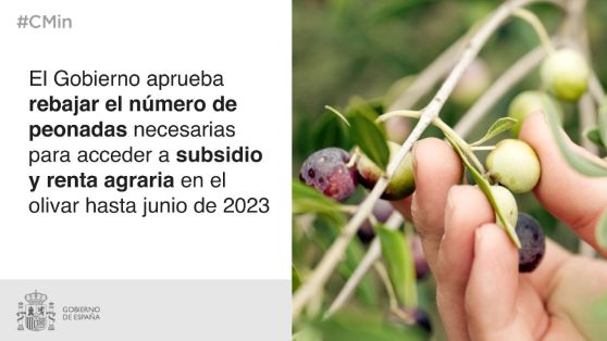 Para responder al impacto de la sequía en el olivar