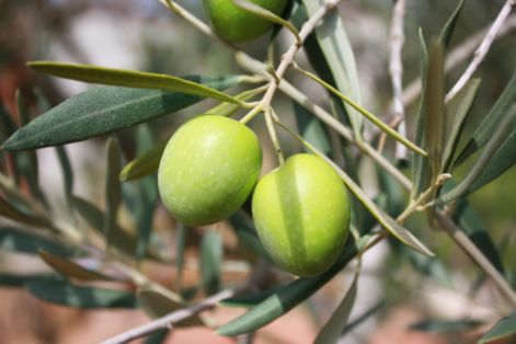 Aceitunas verdes