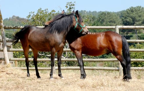 EL MINISTERIO DE AGRICULTURA, PESCA Y ALIMENTACIÓN HA OTORGADO LA AUTORIZACIÓN A LA ENTIDAD RECONOCIDA PARA LA GESTIÓN DEL LIBRO GENEALÓGICO DE ESTA RAZA EQUINA 