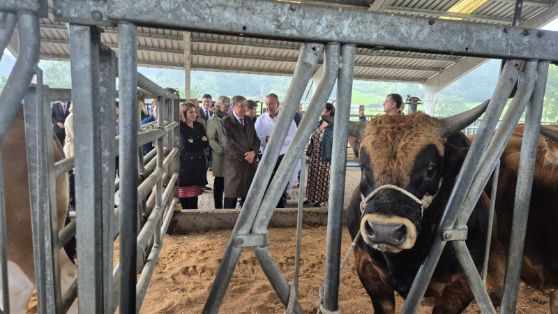 Vacas Asturias