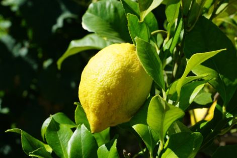 HOY, EN LA APERTURA DEL SEMINARIO INTERNACIONAL “CONTRIBUCIONES DE LA PRODUCCIÓN ECOLÓGICA A LA TRANSFORMACIÓN DE LOS SISTEMAS ALIMENTARIOS” 