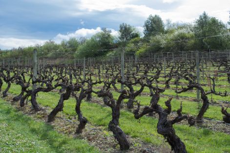 Publicados los datos de autorizaciones de plantación de viñedos