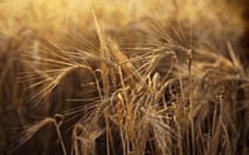 EN EL MARCO DE LOS PROGRAMAS DE DESARROLLO RURAL Y CON CARGO AL FONDO FEADER