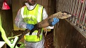 El SEPRONA de la Guardia Civil interviene por primera vez en Europa un ejemplar de Dragón de Komodo, adquirido ilegalmente.