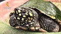 La Guardia Civil, en el marco de la operación COAHUILA, desarticula una de las mayores organizaciones a nivel internacional dedicada al tráfico ilegal de especies amenazadas de tortuga.