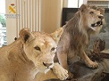 El Servicio de Protección de la Naturaleza de la Guardia Civil Guardia Civil, ha procedido a la intervención de dos leones naturalizados. Las piezas intervenidas habían sido puestas a la venta en un conocido portal de Internet.