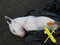 La Guardia Civil, imputa a un hombre los delitos de hurto y maltrato animal, tras encontrar muerto a uno de los perros y al otro en condiciones de abandono.