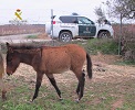 El SEPRONA de la Guardia Civil localiza una serie de animales, abandonados y desnutridos; por lo que se ha instruido Diligencias a un varón en calidad de investigado por su implicación en un Delito de Abandono de Animales Domésticos