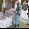 Intervenidos 860 Kg de pulpo sin etiquetar. El producto se encontraba aun sin refrigerar. Su origen es desconocido