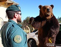 En el marco de la Operación LOXODONTA, la Guardia Civil incauta 69 trofeos de caza de ejemplares protegidos por el Convenio CITES.