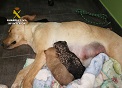 El SEPRONA de la Guardia Civil, dentro de la operación ‘PUPPIES’, investiga a tres personas por sepultar vivos a nueve cachorros de una camada. La colaboración ciudadana ha sido crucial para la investigación y para salvar la vida a dos de los cachorros.