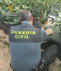 Dentro de operación denominada ““Emerald Red”, el SEPRONA de la Guardia Civil ha intervenido más de 100.000 plantas de arándanos. Las empresas cultivaban los frutos sin tener la licencia correspondiente, por lo que la Guardia Civil ha Instruido Diligencias en calidad de investigados a doce personas por un supuesto Delito Contra la Propiedad Industrial.