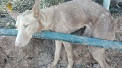 La Guardia Civil ha instruido diligencias en calidad de investigado a un varón, por su implicación en un delito contra la flora, fauna y animales domésticos, por el uso y tenencia de artes y medio prohibidos de caza y otro por maltrato animal. 