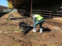El SEPRONA de la Guardia Civil, procedió a inspeccionar una explotación de ganado bovino en cuyo interior albergaba numerosos animales en deficientes condiciones higiénico-sanitarias y con evidentes síntomas de desnutrición.