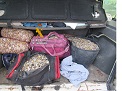 Agentes pertenecientes al Servicio de Protección de la Naturaleza (SEPRONA) de la Guardia Civil, han intervenido 340 kilogramos de coquinas y chirlas transportadas ilegalmente.