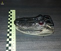 La Guardia Civil recupera dos cabezas disecadas, de caimanes de la Florida (Aligator Sinensis),que se encuentran amparados por el convenio CITES y en el Plan de Acción Español contra el Tráfico ilegal y Furtivismo Internacional de Especies Silvestres.