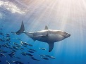 La Guardia Civil investiga a una persona por pesca furtiva de un ejemplar de tiburón marrajo (Isurus oxyrhyncus). 