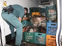 El SEPRONA de la Guardia Civil, dentro de la operación GLANIS, interviene más de una tonelada de pescado capturado de manera ilegal y destinado a consumo humano. Los ejemplares habían sido capturados con medios masivos no selectivos durante la noche en el Río Ebro.