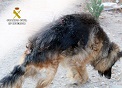 La Guardia Civil investiga a una persona por delito de abandono animal. El can presentaba un estado famélico y diversas heridas. Ha subsistido gracias a la colaboración ciudadana que, de forma desinteresada, ha estado alimentándolo durante largos periodos de tiempo 