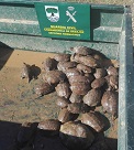 El SEPRONA de la Guardia Civil ha incautado 60 galápagos leprosos (mauremys leprosa), especie protegida. El ahora investigado, ocupaba ilegalmente terrenos de dominio público hidráulico con fines agroganaderos.