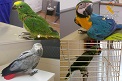 La Guardia Civil detiene a los presuntos autores del robo de 21 aves exóticas, algunas de ellas en peligro de extinción. Todas estas aves portaban anilla identificativa o microchip, y estaban dados de alta en la Autoridad Administrativa CITES (Convención sobre el comercio internacional de especies amenazadas de fauna y flora silvestres), y en el SOIVRE (Servicio Oficial de Inspección, Vigilancia y Regulación de las Exportaciones). . 