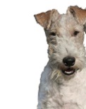 La Guardia Civil solicita colaboración, para identificar al autor de arrojar a un perro por encima de una verja, donde quedó clavado tras pincharse en una barra.
