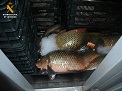 El SEPRONA de la Guardia Civil, dentro de la Operación Glanis, localiza una nave utilizada para almacenamiento y manipulación de pescado, capturado de manera ilegal. Se han incautado más de 2700 kg de carpas y siluros.