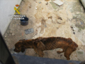 2019/01/03_OP_Abuse_MALTRATO_ANIMAL_Icono